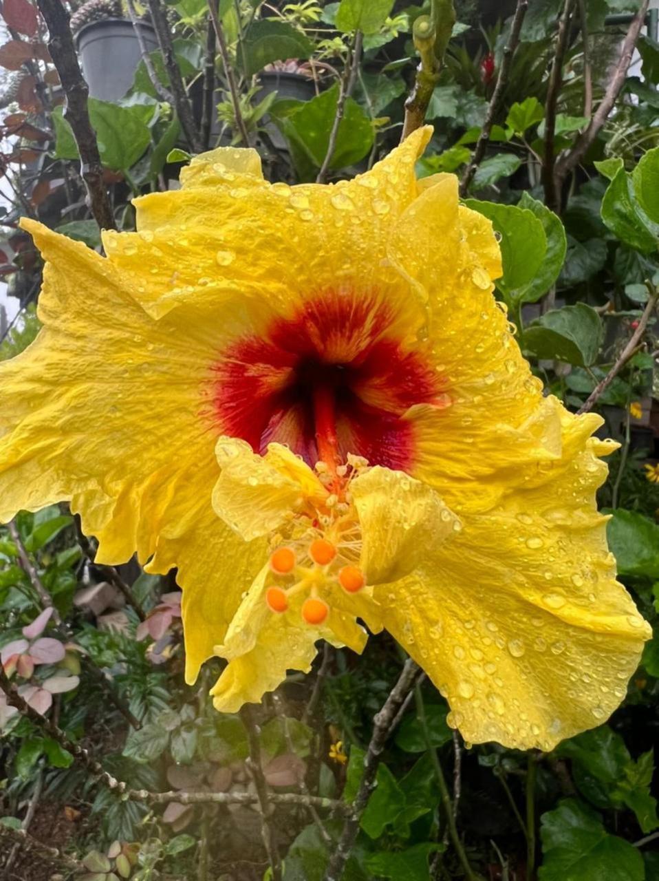 Ella Flower Garden Resort Exterior foto